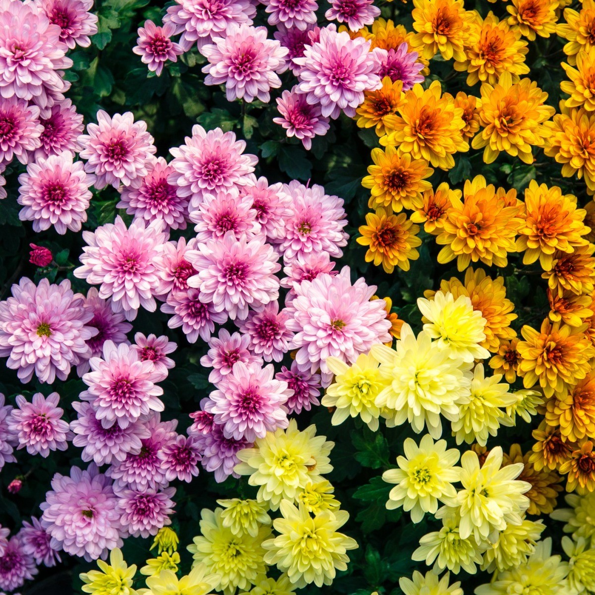 Chrysanthemums