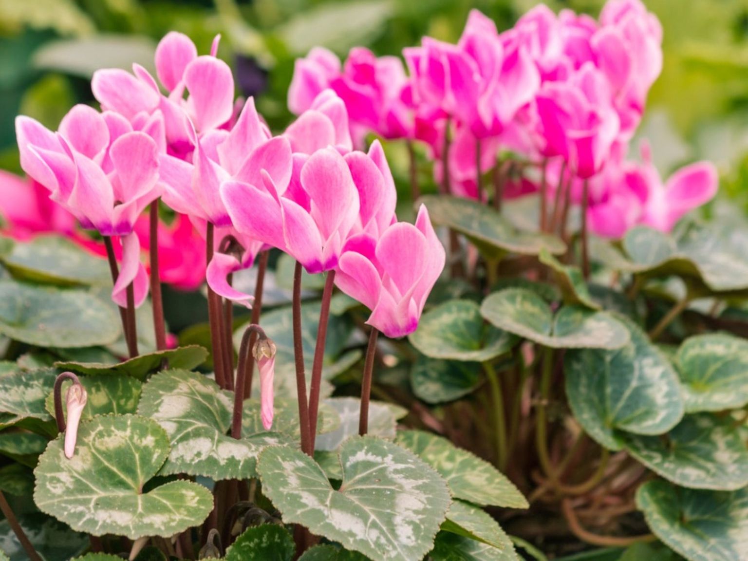 Cyclamens
