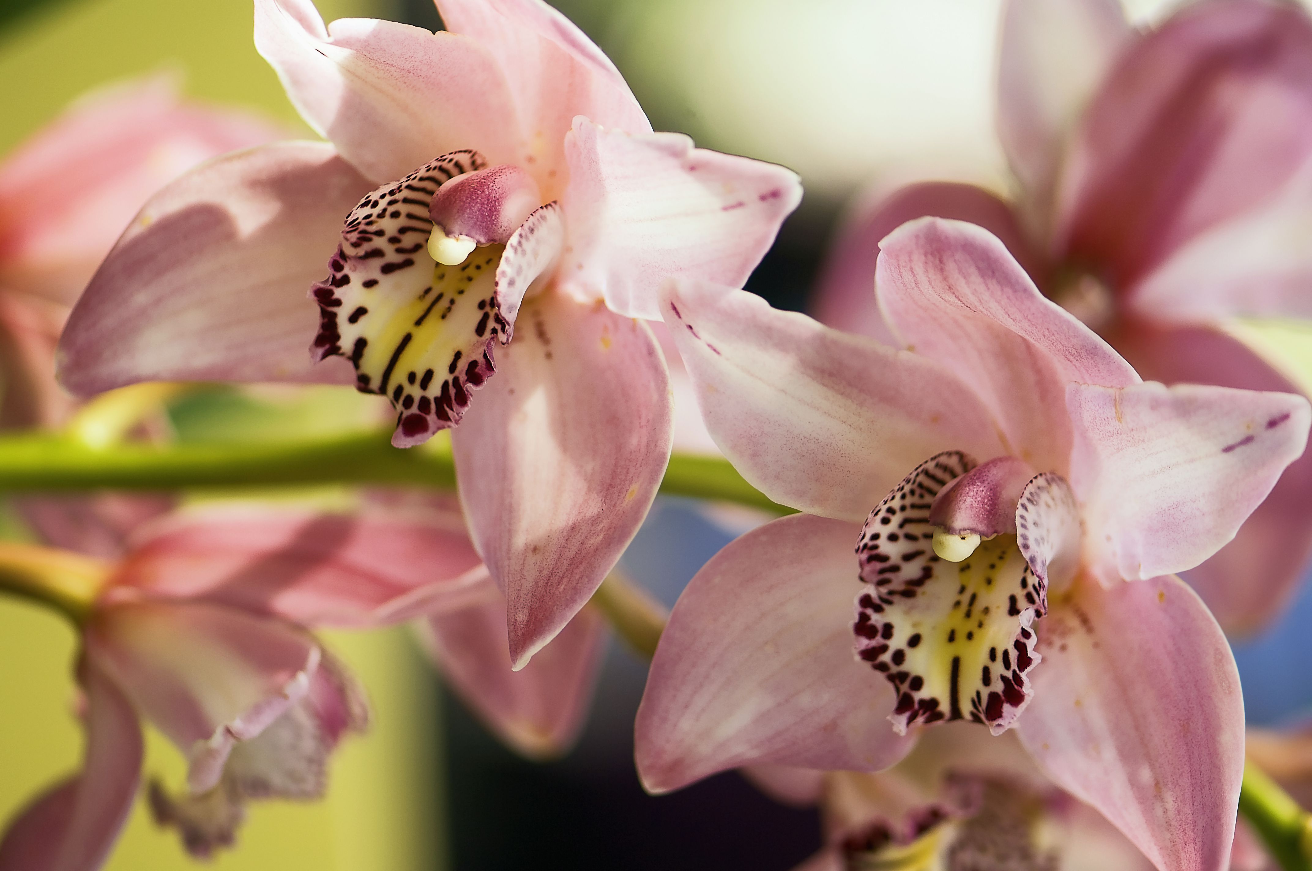 Cymbidium Orchid
