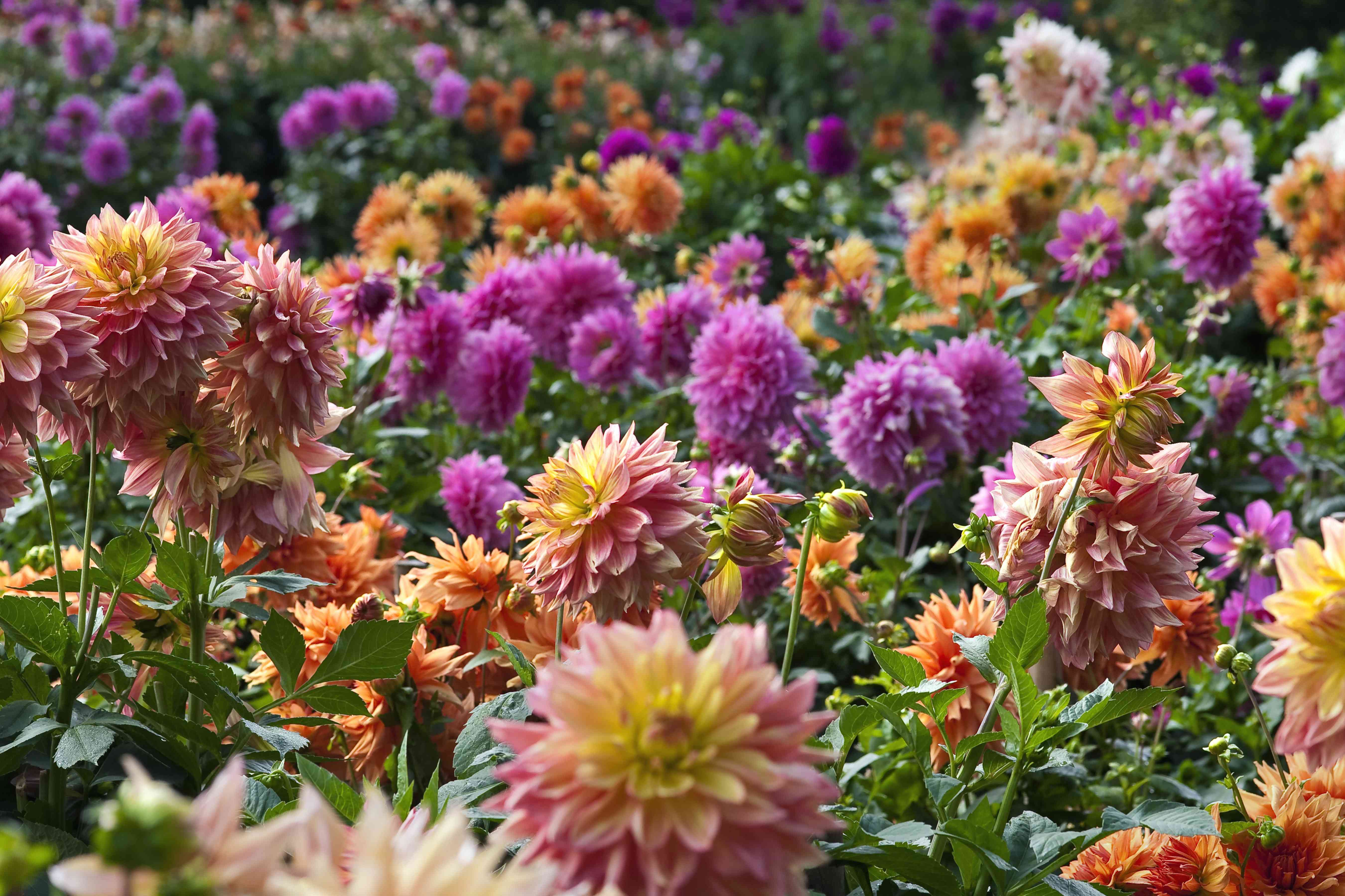 Dahlias