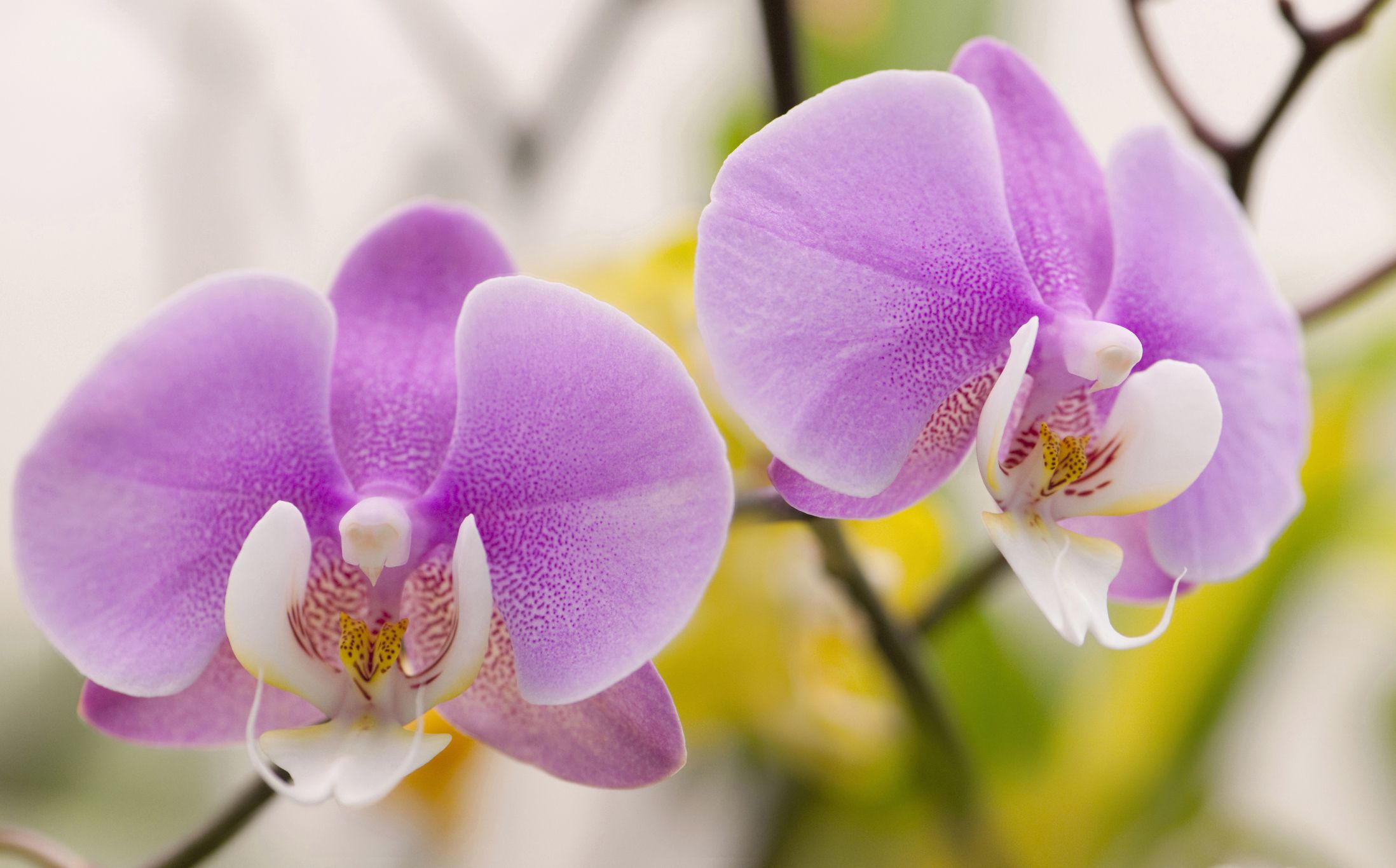 Phalaenopsis Orchid