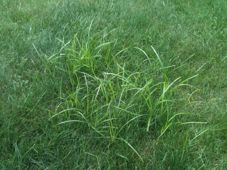 nutgrass-1-.jpg